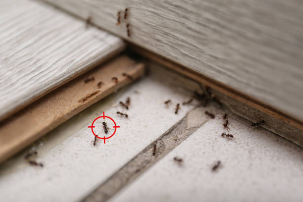 Best Rat Extermination Near Me  in Fallston, MD