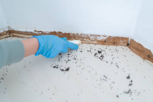 Wasp Removal Services in Fallston, MD